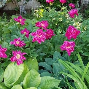 Meet your Posher, Dianne